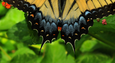 Tiger Swallowtail (Female)