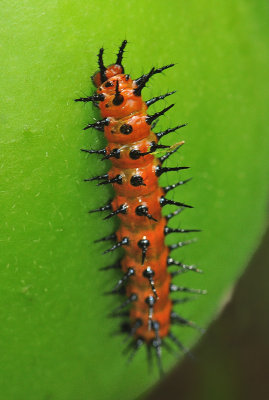Caterpillar dorsal view