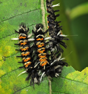 Milkweed Tussock Moth Caterpillars (8283)