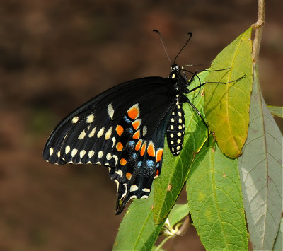 Black Swallowtail (Female)