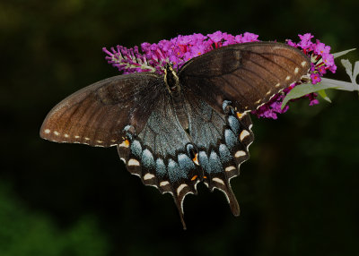 Eastern Tiger Swallowtail (Female)