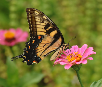 Tiger Swallowtail (Male)
