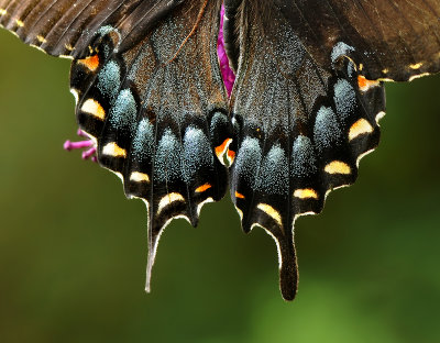Tiger Swallowtail (Female Dark Phase)