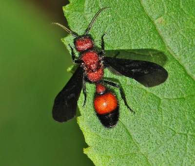 Velvet Ant