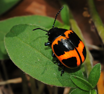 Leaf Beetles