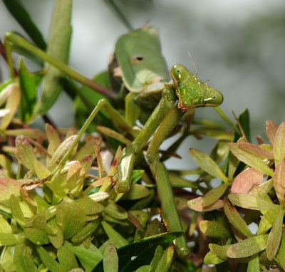 Carolina Mantid