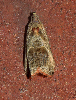 Olethreutes corylana (2805)