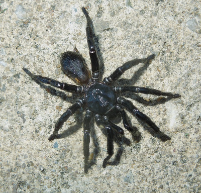 Cork-lid Trapdoor Spider