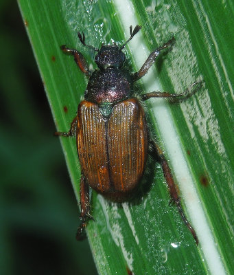 Shining Leaf Chafer