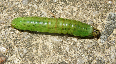 Large Yellow Underwing Moth Caterpillar (11003.1)