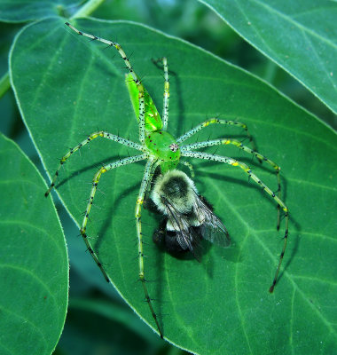 Green Lynx Spider with Prey