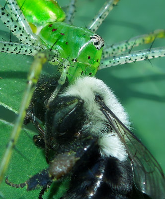 Green Lynx Spider with Carpenter Bee Prey