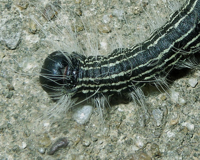 Angus's Datana Moth Caterpillar (7903)