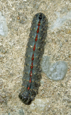 Speared Dagger Moth Caterpillar (9229)