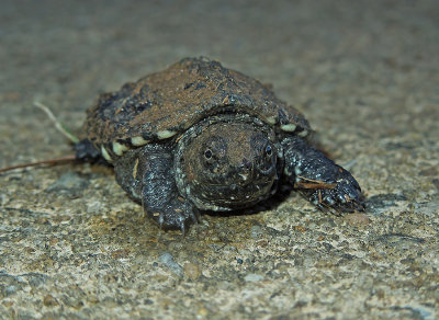 Alligator Snapping Turtle Baby 