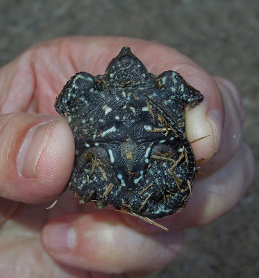 Alligator Snapping Turtle Baby Ventral View
