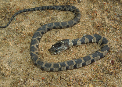 Juvenile Midland Water Snake  