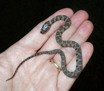 Juvenile Midland Water Snake