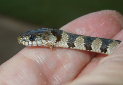 Juvenile Midland Water Snake