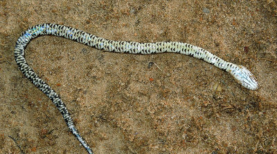 Juvenile Midland Water Snake ventral 2.8.jpg