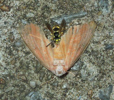 Eastern Yellowjacket Feeding on Moth.jpg