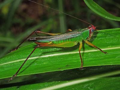 Handsome Meadow Katydid 