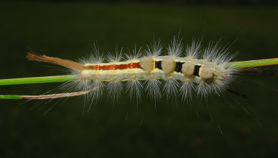 White-marked Tussock Moth Caterpillar (8316)