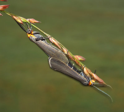 Yellow-collared Scape Moth Pair (8267)