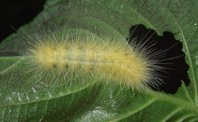 Virginian Tiger Moth Caterpillar (8137)