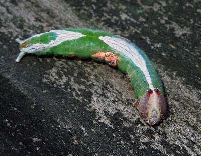 Wavy-lined Heterocampa Caterpillar(7995)
