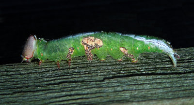Wavy-lined Heterocampa Caterpillar(7995)