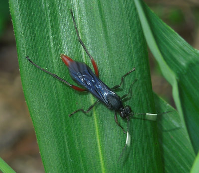 Limonethe maurator