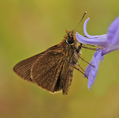 Dun Skipper 