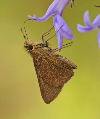 Dun Skipper 