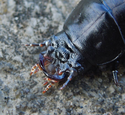 Ground Beetle Larva