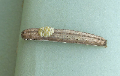 Sympistis forbesi Larva (10067.1)