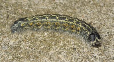 Lobelia Dagger Moth (9238)