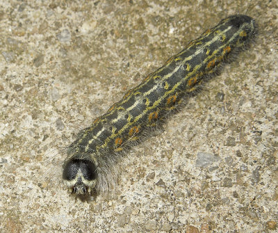 Lobelia Dagger Moth (9238)