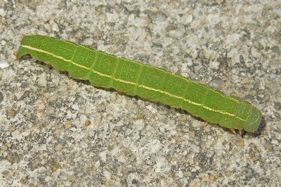 Red-lined Panopoda Caterpillar (8587)