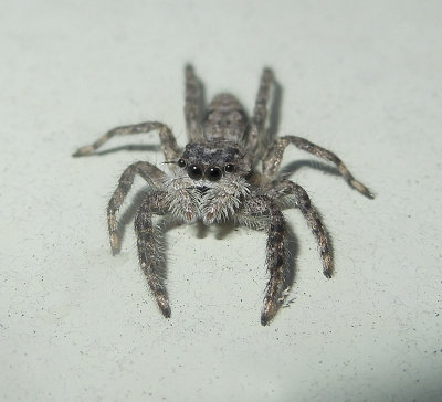 Platycryptus sp.