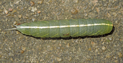 Mottled Prominent Moth Caterpillar (7975)
