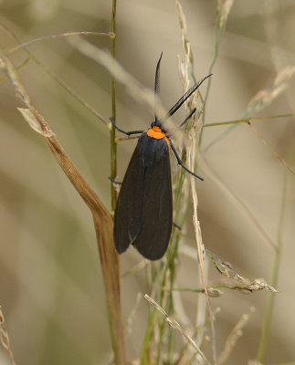 Yellow-collared Scape Moth (8267)