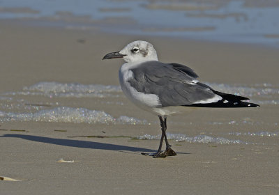 Immature