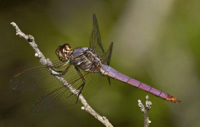 Roseate Skimmer (Male)