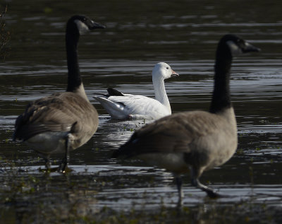 Snow Goose with Canada Geese 