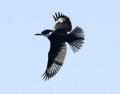 Belted Kingfisher in Flight best.jpg