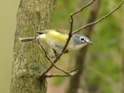 Blue-headed Vireo 