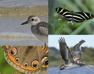 Apalachicola Bay Wildlife Video