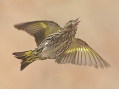 Pine Siskin