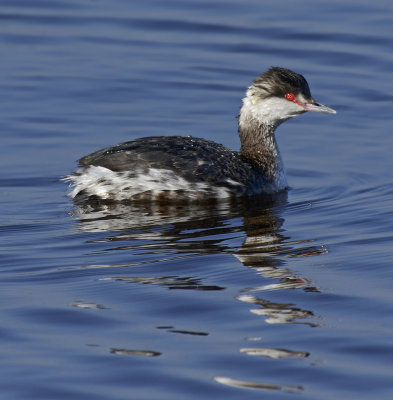 Horned Grebe 